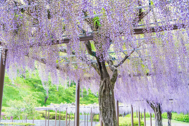 藤の花