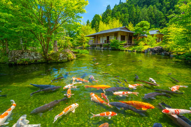 藤枝市の玉露の里