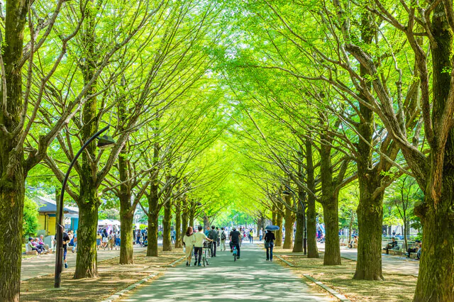 東京の光が丘公園
